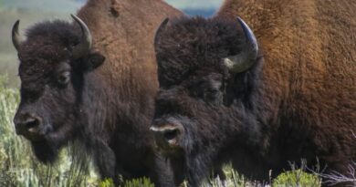 Yellowstone National Park