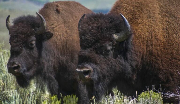 Yellowstone National Park