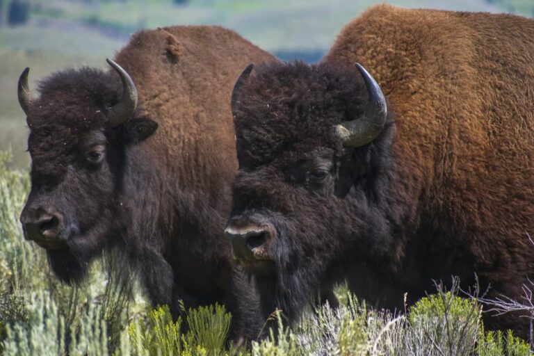 Yellowstone National Park